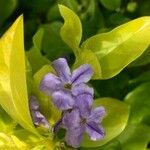 Duranta erecta Flower