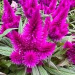 Celosia argentea Flor