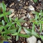 Gentiana angustifolia Habitus