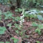 Goodyera repens Floare