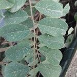 Combretum apiculatum Leaf