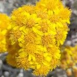 Jacobaea maritima Flor