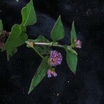 Persicaria nepalensis Συνήθη χαρακτηριστικά