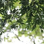 Albizia adinocephala Feuille