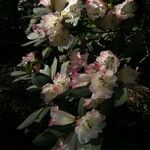 Rhododendron stewartianum Flower