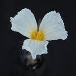Ottelia muricata Flower