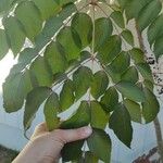 Aralia chinensis ഇല