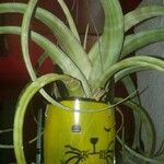 Tillandsia flexuosa Φύλλο