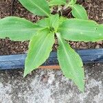 Commelina benghalensis Листок