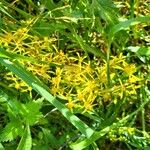 Senecio ovatusFlower