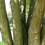 Cercidiphyllum japonicum Bark