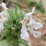 Stachys spinulosa Blodyn