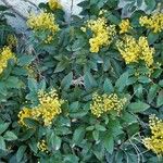 Berberis aquifolium Žiedas