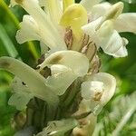 Pedicularis comosa Flower