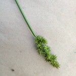 Carex vulpina Цветок