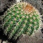 Melocactus intortus موطن