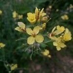 Brassica fruticulosa Flower