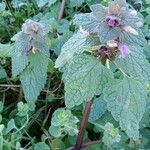 Lamium purpureum Yeri