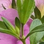 Calibrachoa parviflora Leaf