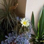 Astrophytum ornatum Flor