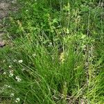 Carex spicata Habitus