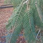 Colvillea racemosa Leaf