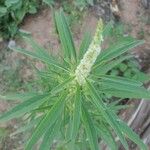Amaranthus fimbriatus Habit