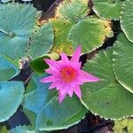 Nymphaea nouchali花