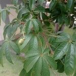 Vitex megapotamica Leaf
