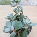 Kalanchoe pumila 葉