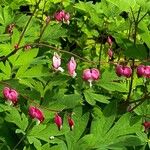 Lamprocapnos spectabilis Агульны выгляд