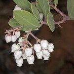 Arctostaphylos bakeri Цвят