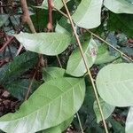 Sorindeia juglandifolia Blatt