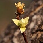 Hexalobus monopetalus फूल