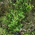 Lonicera etrusca Συνήθη χαρακτηριστικά