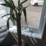 Yucca gigantea Folha