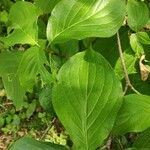 Cornus nuttallii Hoja