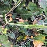 Brassica nigra Owoc