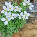Cardamine plumieri Fula