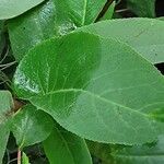 Begonia egregia Листок