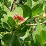 Sonneratia caseolaris Habit