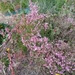 Limonium insigne Flower