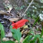 Ruellia brevifolia Λουλούδι