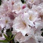 Rhododendron decorum Flor