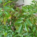 Berberis aquifolium পাতা