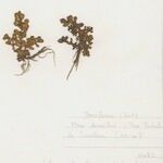 Lythrum borysthenicum موطن