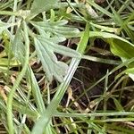 Ranunculus acris Hoja