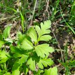 Geum aleppicum পাতা