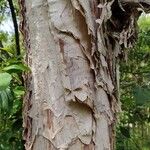 Melaleuca styphelioides Rinde