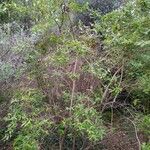Buddleja auriculata Vivejo